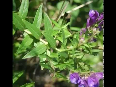 how to grow skullcap