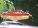 Hummingbirds and Feeders