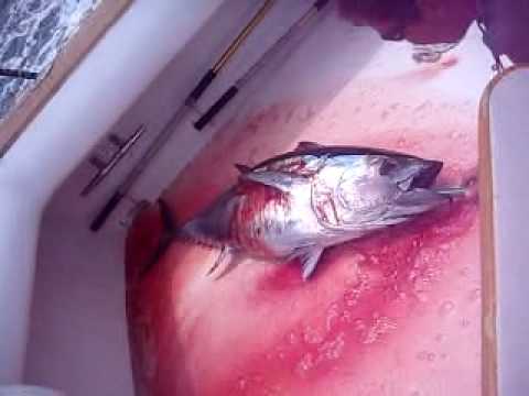 how to bleed bluefin tuna