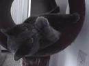 Little smokey 2008