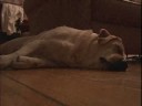 Dog Snoring