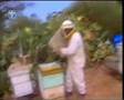 Yad Mordechai Apiary on Channel 1 English News