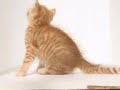 Chaton.3gp