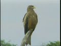 Birds! Birds! Birds! 29