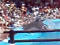 Marineland - Mallorca