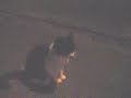 The Legend of Happy-Hissing-Cat The Legend of Happy-Hissing-Cat