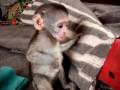 Vervet Monkey Babies