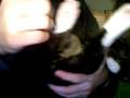 videos de koda and tail.mov
