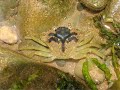 The Sanctuary - Sea Meepers 1