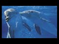 Whales & Dolphins ~ Natural Sounds