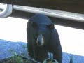 Bear at hummingbird feeder (Part 2)