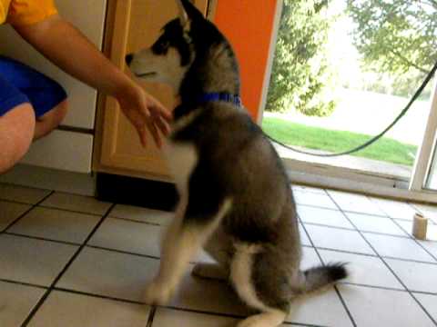 siberian husky