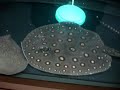 Mantilla SP Motoro