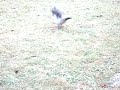 reggea pidgeon reggea pidgeon