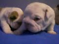 bulldog ingles pirineo