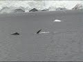 Humpback Whales at Orne Harbor Antartica