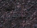 Me in the woods at cecil part 2