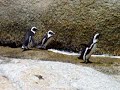 Penguins at Simonstown