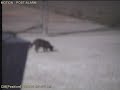 Cougar or House Cat?