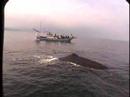 Friendly Whale