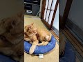 今朝もひんやりクッションのうえで座ってる猫🐱#toraneko #cat #かわいい猫 #cute #cutecat #茶トラ猫 #猫のいる暮らし #猫のいる生活 #猫好きさんと繋がりたい #癒し