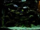 Africian Cichlids 1