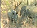 Zulu Cultural Rhino Belief  07-24-08  5:10 pm CAT