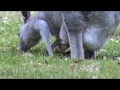 videos de Australian Wildlife: Kangaroo Joey in Pouch