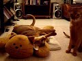 cat bed battle?????????????