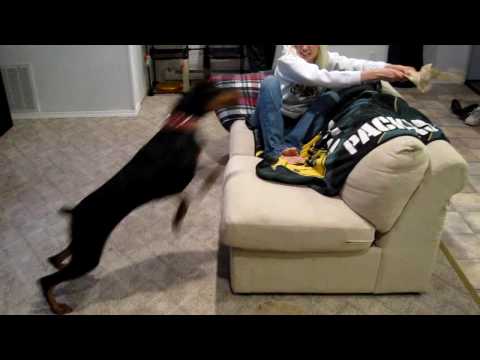 Teaching my Doberman Bad Things