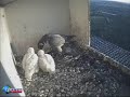 Peregrine Falcons in the Netherlands 6:30 breakfast May 2nd