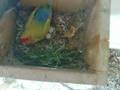 videos de LoveBirds
