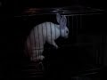 Sexoo animal ao ritmo do creuuuuu