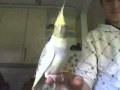 Movie about my cockatiel - Dija