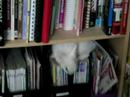 Roxy The Bookworm Roxy The Bookworm