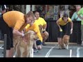 Team Gold Rush is an all Golden Retriever flyball team competing as one of the Dream Teams at the 2008 U-Fli National Championship in Memphis Tennesee.  This team won 1st place in Division 3 and was awesome to watch!