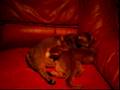 The Two little angels nursing and sleeping with mom