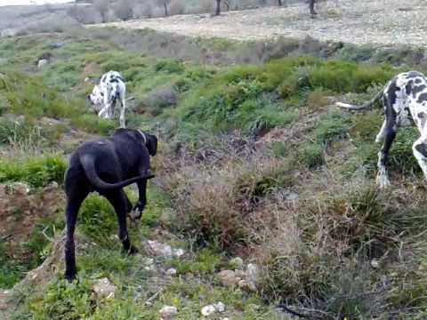 dogo aleman