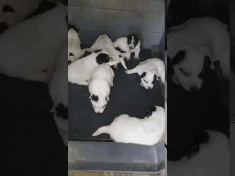 Blue Australian Cattle Dog puppies at 2 weeks old