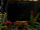 10 Gallon Aquarium