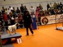 Tresy al IV Saló pel Benestar,Defensa de l'animal abandonat
