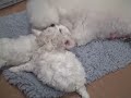 Click here to watch this video Isabella, Kate and Pippa playing - 4.5 weeks old