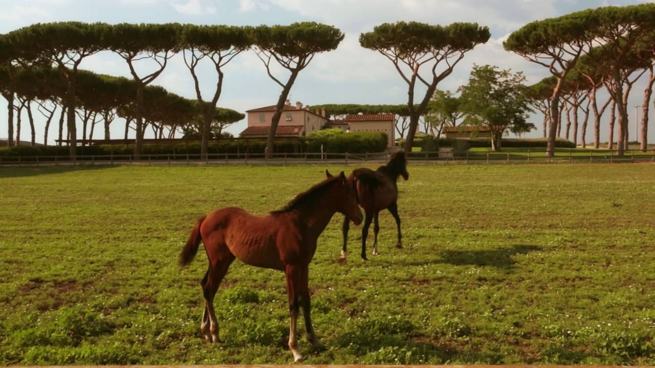 Video af de smukke vinmarker og den gode historie fra Tenuta Guado al Tasso i Italien