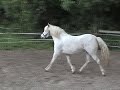 horses - horseshoeing - cytekhorse.com