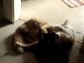 videos de Catbook Movie: kitten