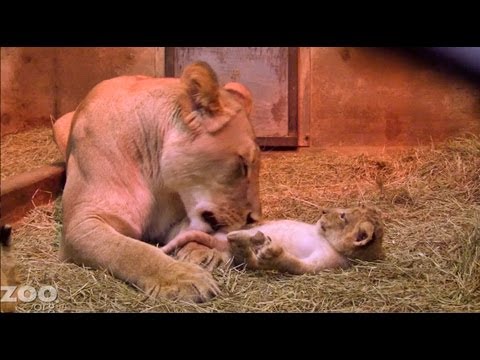 lion cub