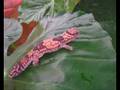 What can you do with a gecko?