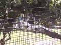 Utan, King of Crocs being fed
