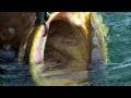 Going To Work! CHEW ON THIS Saltwater Fishing Show