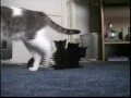 kittens-2005.html